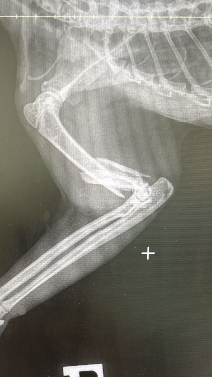 Jaffy — preoperativni rendgen