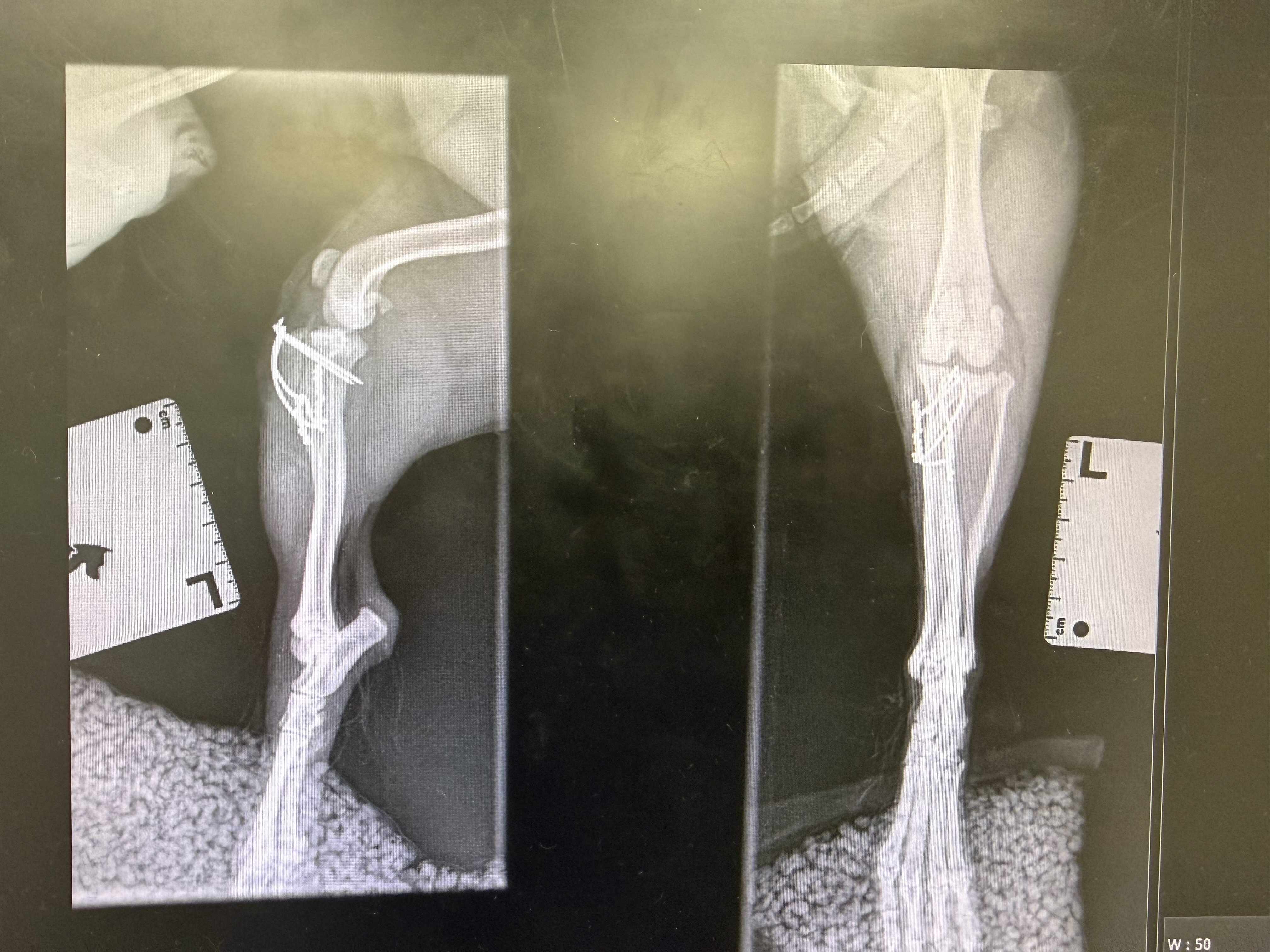 Lola — postoperativni rendgen, desna strana