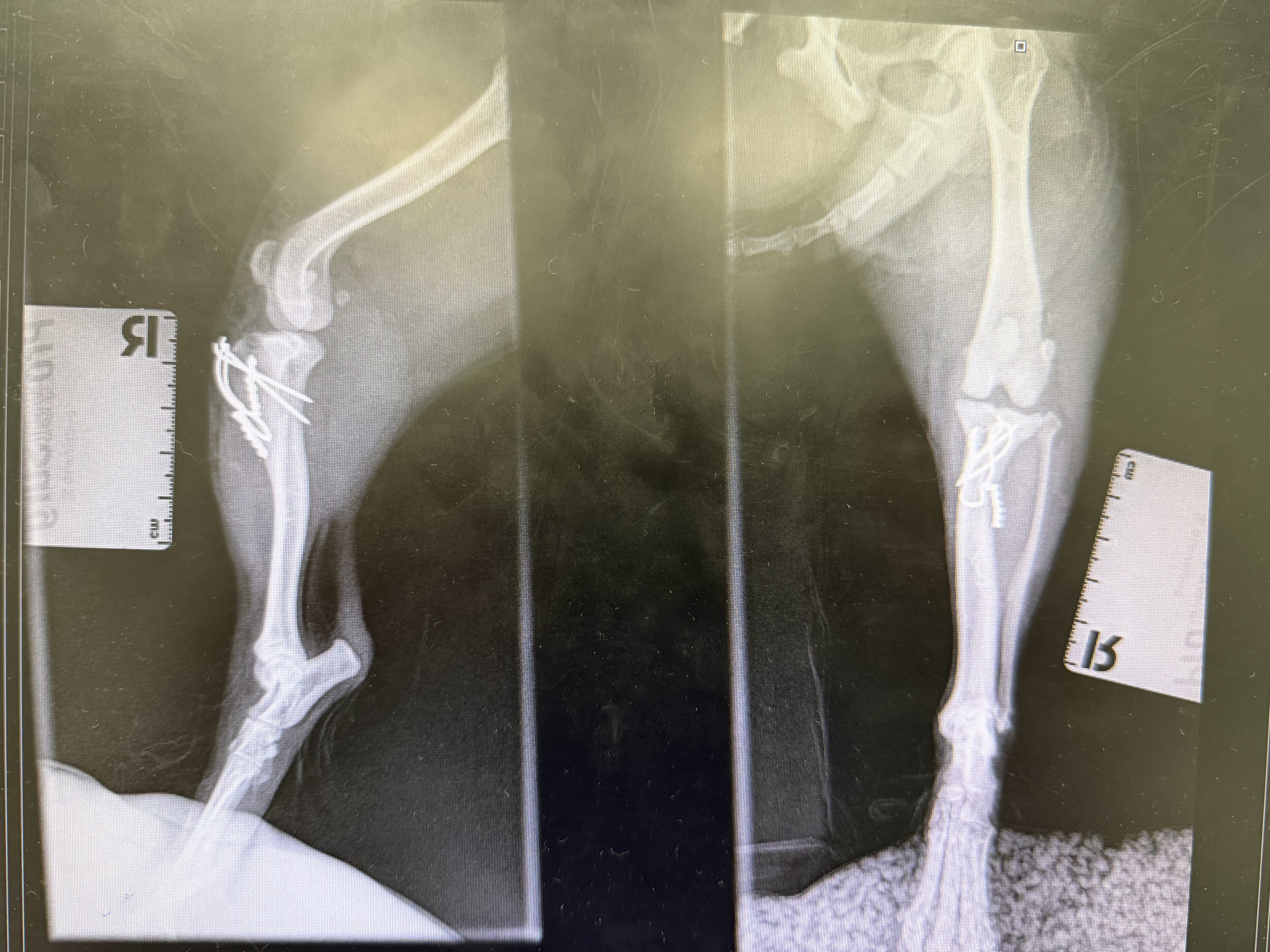 Lola — postoperativni rendgen, lijeva strana