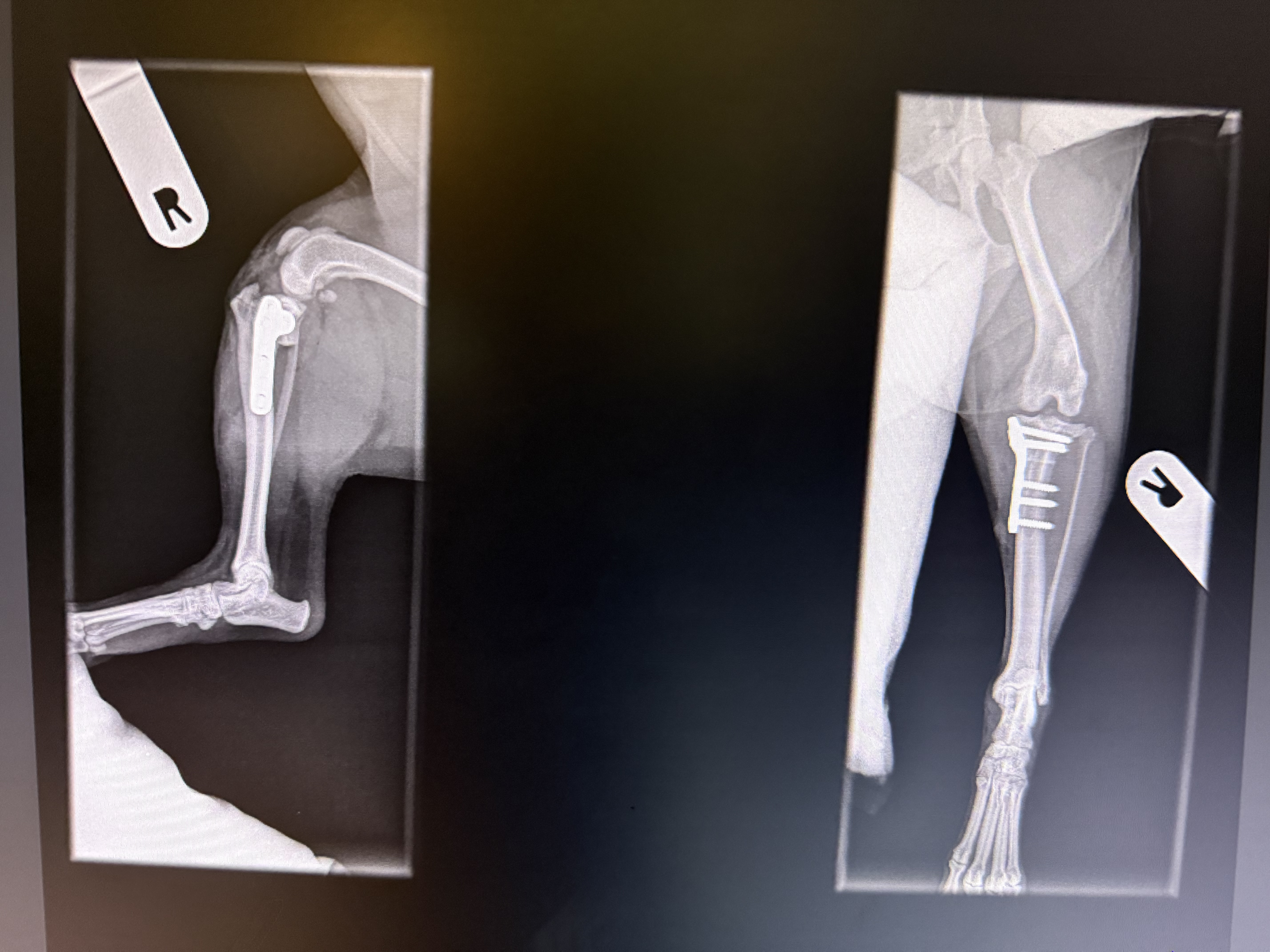 Charlie — postoperativni rendgen nakon TPLO zahvata