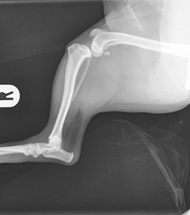 Charlie — preoperativni rendgen desnog koljena