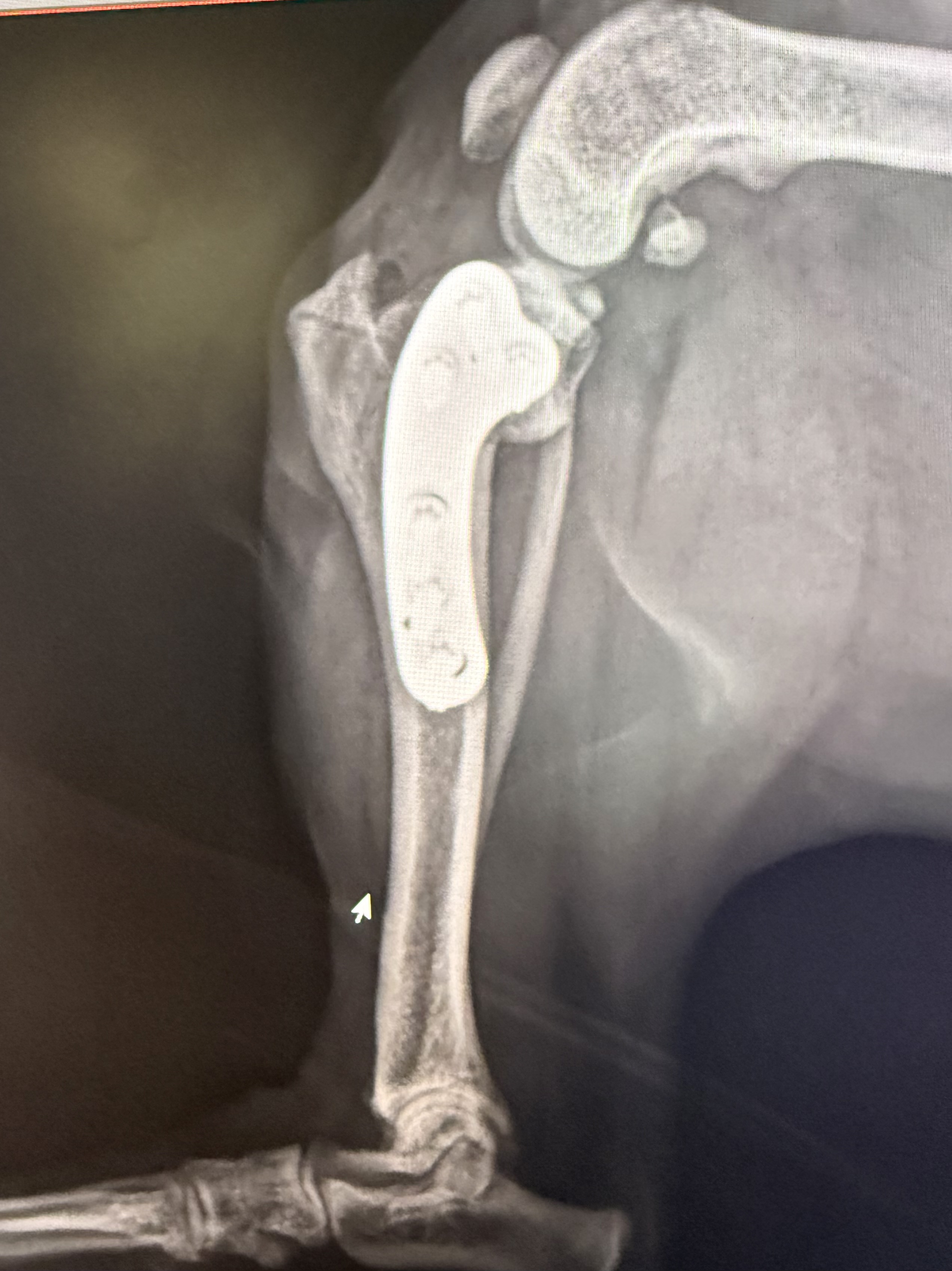 Winnie — postoperativni rendgen