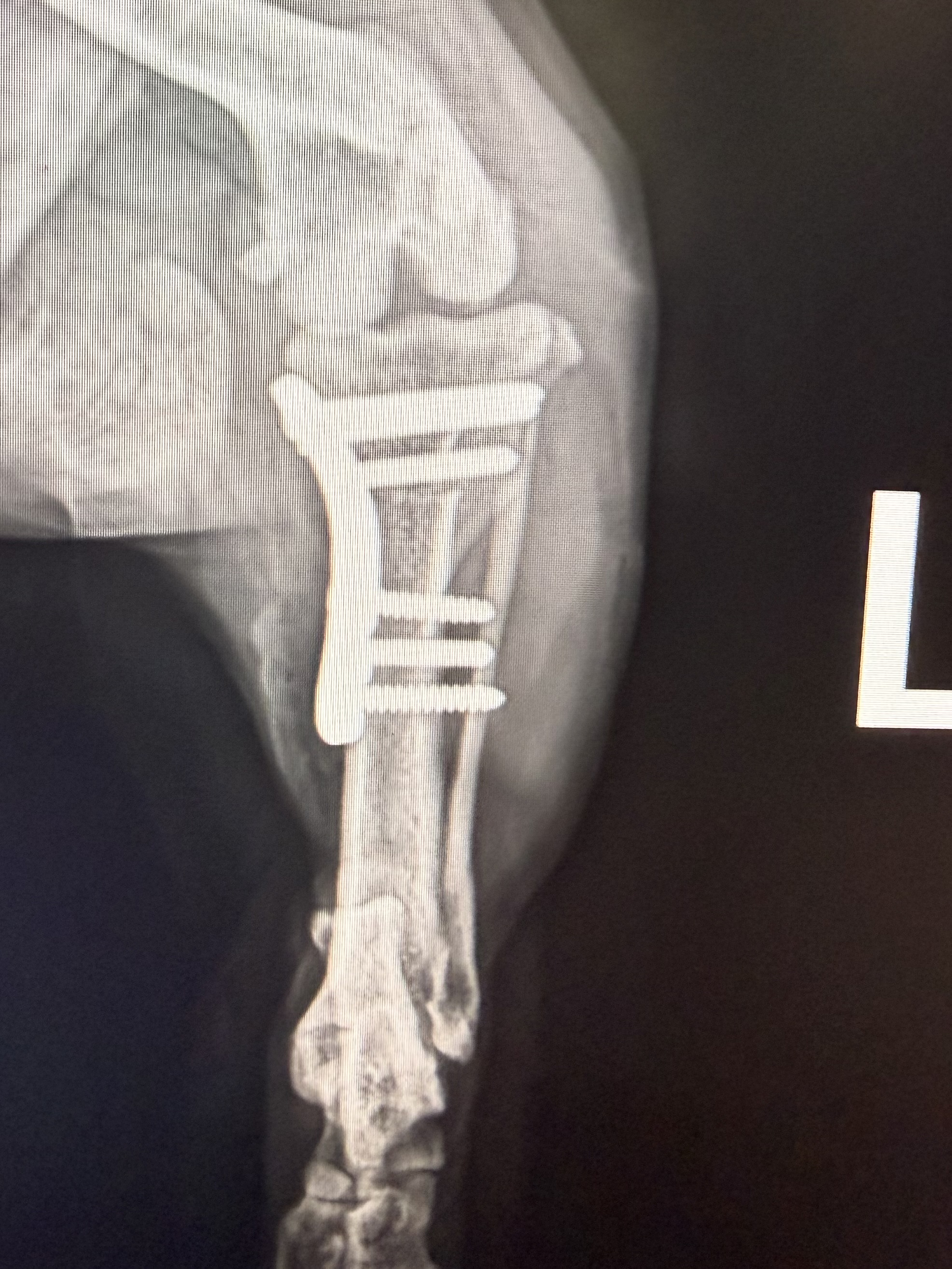 Winnie — preoperativni rendgen